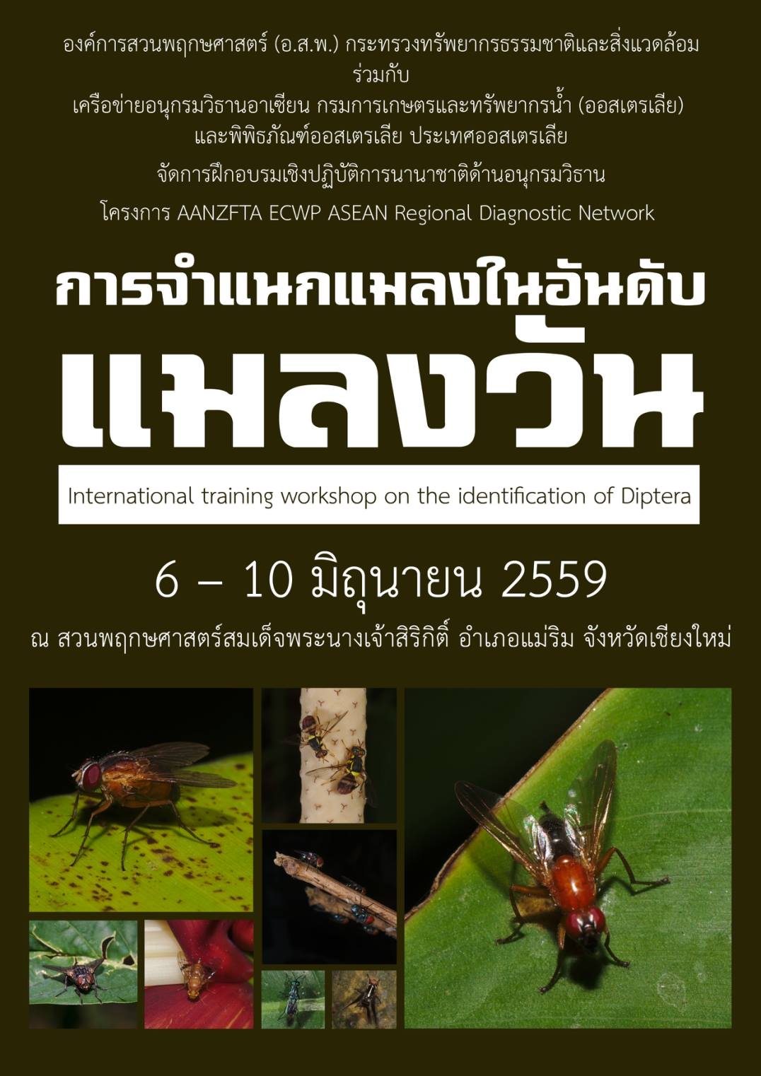 อบรมเชิงปฏิบัติการนานาชาติการจำแนกแมลงในอันดับแมลงวัน