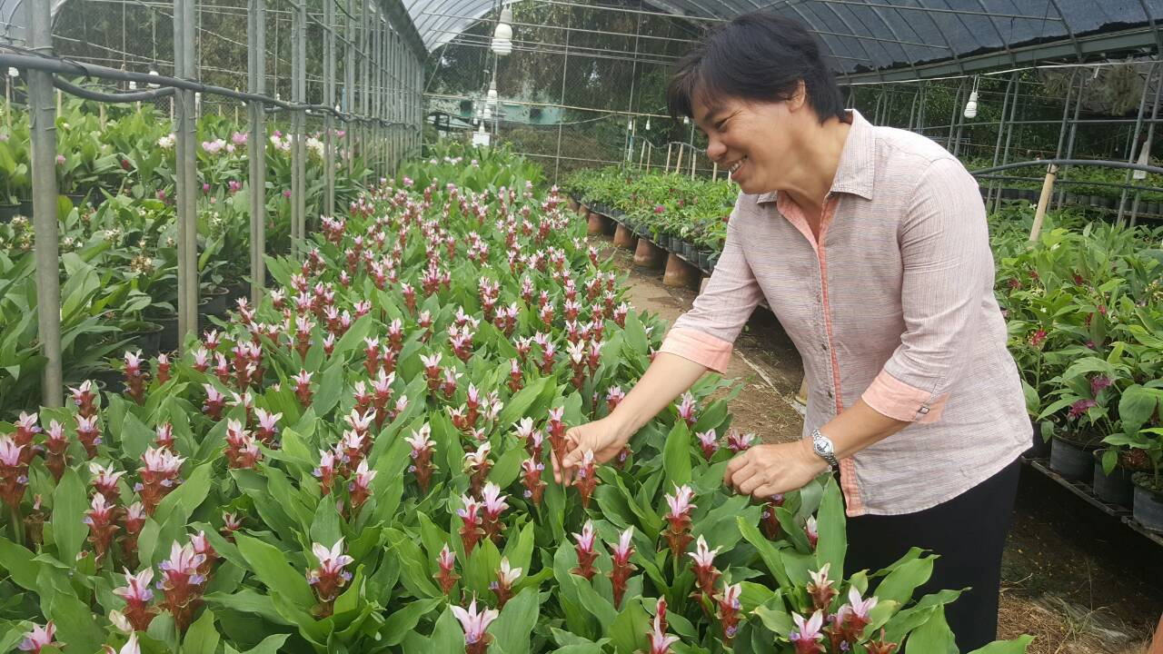 ม.แม่โจ้ ร่วมกับ สวก.และ วช. เปิดตัว “ปทุมมาสายพันธุ์ใหม่: อนาคตตลาดส่งออกไม้ตัดดอกของไทย” เพิ่มทางเลือกให้เกษตรกรและผู้ประกอบการ สร้างรายได้เข้าประเทศกว่าปีละ 200 ล้านบาท
