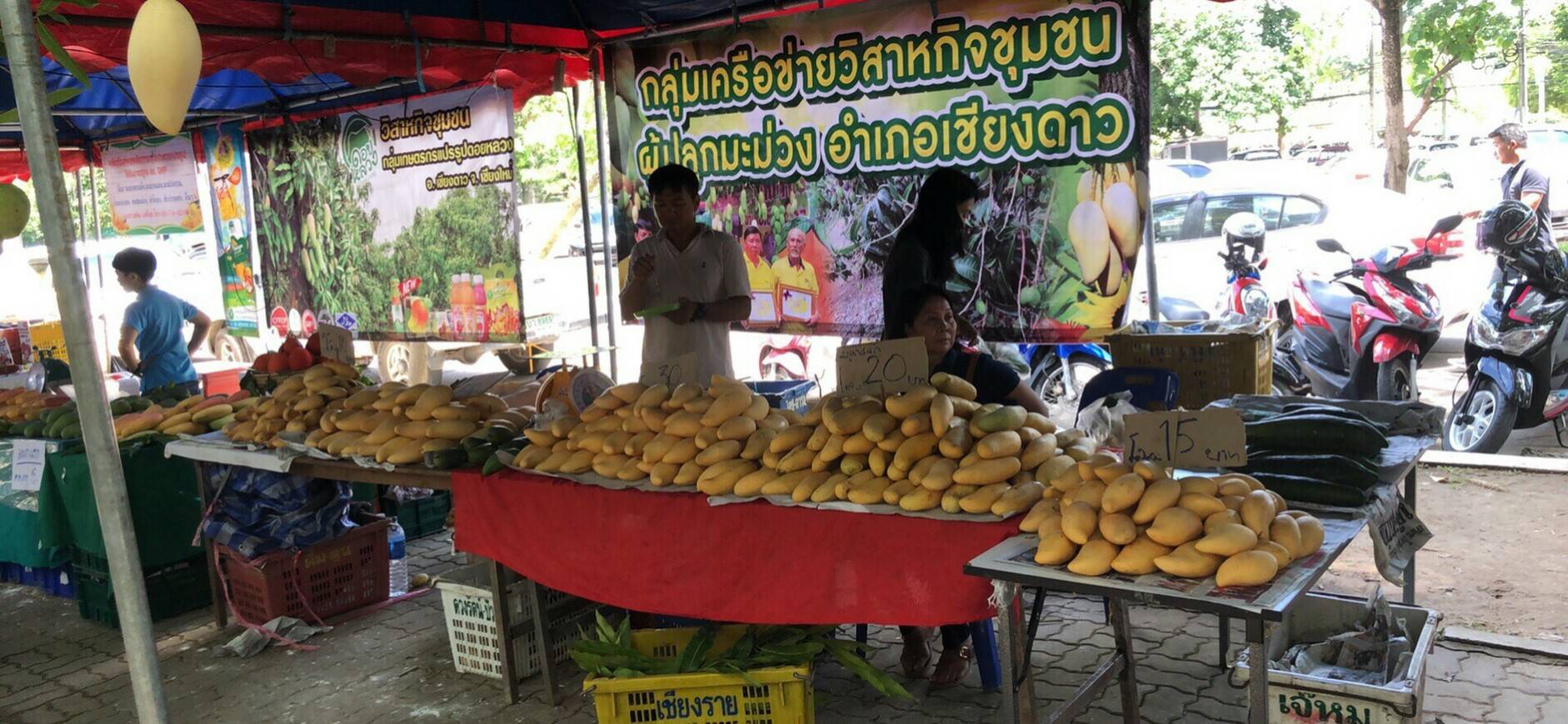บรรยากาศงานวันมะม่วงและของดีเมืองเชียงใหม่ครั้งที่ 9 วันแรกคึกคัก ประชาชนแห่กันมาอุดหนุนมะม่วงคุณภาพดีและราคาถูกกันอย่างต่อเนื่องตลอดทั้งวัน