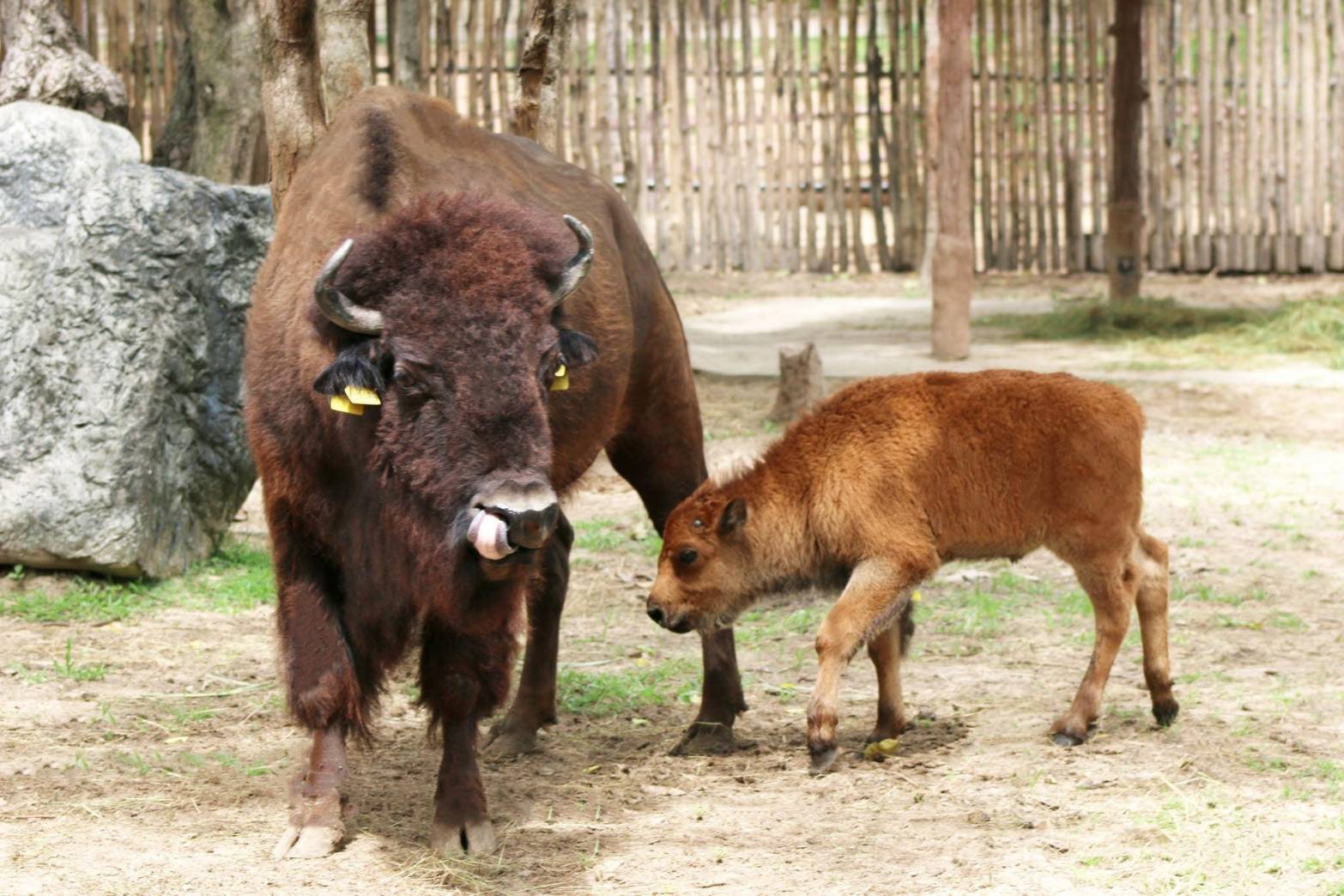 เชียงใหม่ไนท์ซาฟารี ต้อนรับสมาชิกเกิดใหม่ “ลูกไบซันอเมริกัน” สัตว์ป่าหายาก หนึ่งเดียวในไทย