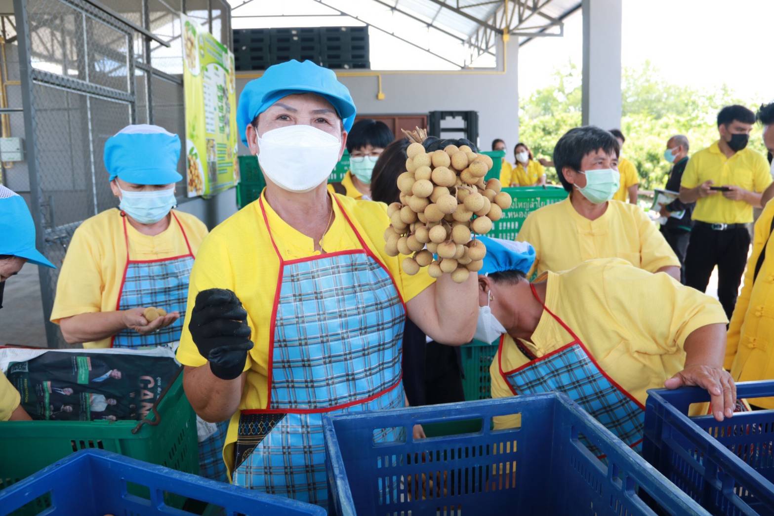 เชียงใหม่ - เชียงใหม่ชูกลุ่มแปลงใหญ่ลำไยตำบลหนองตองประกวดชิงรางวัลระดับเขต