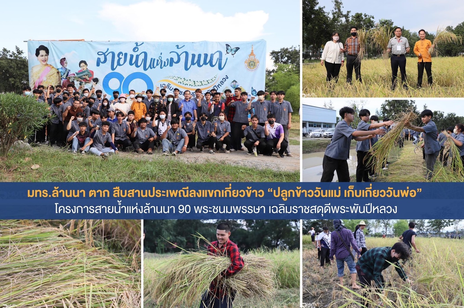 มทร.ล้านนา ตาก สืบสานประเพณีลงแขกเกี่ยวข้าว "ปลูกข้าววันแม่ เก็บเกี่ยววันพ่อ" โครงการสายน้ำแห่งล้านนา 90 พระชนมพรรษา เฉลิมราชสดุดีพระพันปีหลวง